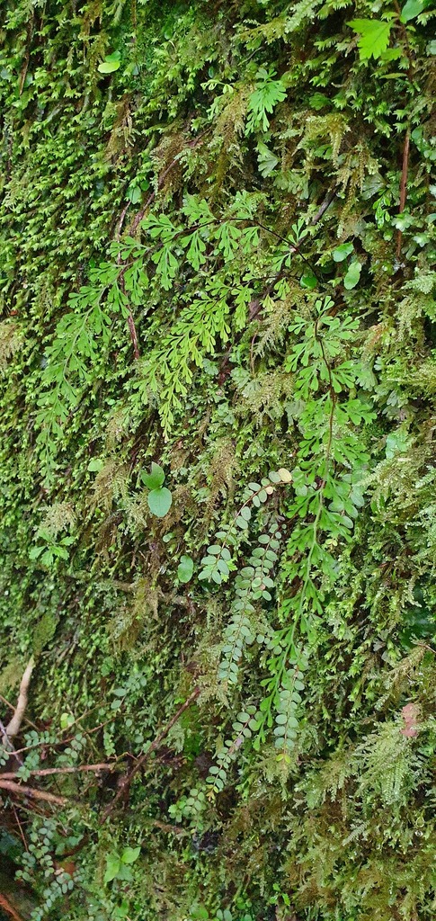 Lindsaea viridis (Lindsaea viridis)