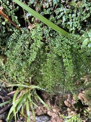 Lindsaea viridis (Lindsaea viridis)