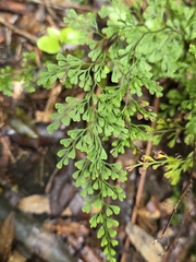 Lindsaea viridis (Lindsaea viridis)