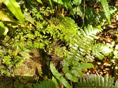 Lindsaea viridis (Lindsaea viridis)