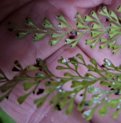 Lindsaea viridis (Lindsaea viridis)