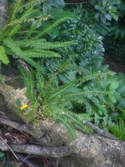 Lindsaea yaeyamensis (Lindsaea yaeyamensis)