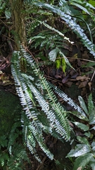 Lindsaea yaeyamensis (Lindsaea yaeyamensis)