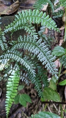 Lindsaea yaeyamensis (Lindsaea yaeyamensis)