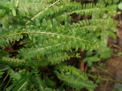 Lindsaea yaeyamensis (Lindsaea yaeyamensis)