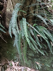 Lindsaea yaeyamensis (Lindsaea yaeyamensis)