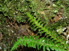 Lindsaea yaeyamensis (Lindsaea yaeyamensis)
