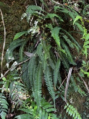 Lindsaea yaeyamensis (Lindsaea yaeyamensis)