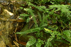 Lindsaea yaeyamensis (Lindsaea yaeyamensis)