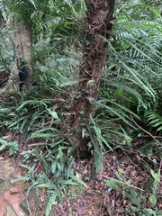Lindsaea yaeyamensis (Lindsaea yaeyamensis)