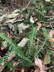 Lindsaea yaeyamensis (Lindsaea yaeyamensis)