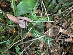 Lindsaea yaeyamensis (Lindsaea yaeyamensis)