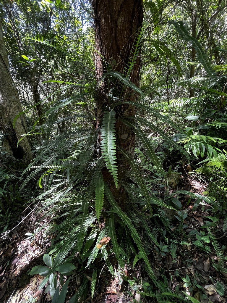 Lindsaea yaeyamensis (Lindsaea yaeyamensis)