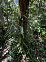 Lindsaea yaeyamensis (Lindsaea yaeyamensis)