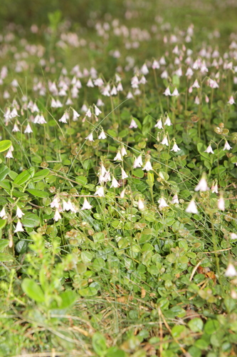 Twinflower (Linnaea borealis)