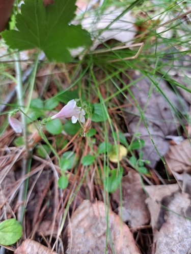 Twinflower (Linnaea borealis)