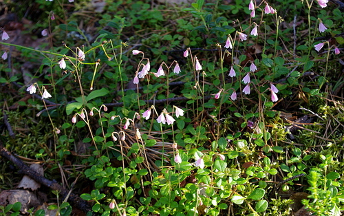 Twinflower (Linnaea borealis)