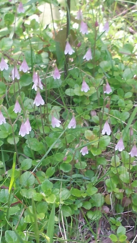 Twinflower (Linnaea borealis)