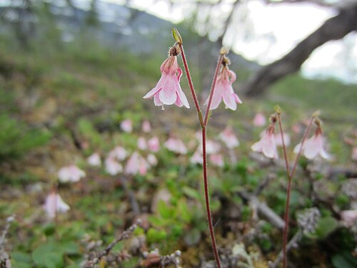 Twinflower: Linnea Linnaea borealis , c.500 m altitude near Altevatn, Bardu, Troms, Norway.