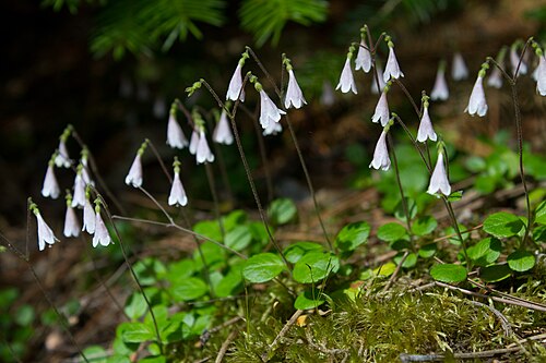 Twinflower: Linnaea borealis , Rainy River, Turtle River Provincial Park, Ontario, Canada.