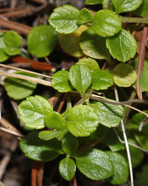 Twinflower: Linnaea borealis in Mount Shirouma, Hakuba, Nagano prefecture, Japan.