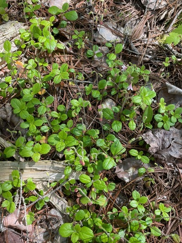 Twinflower