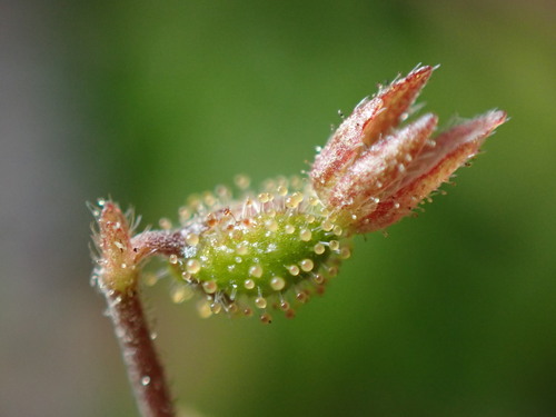 Twinflower (Linnaea borealis)