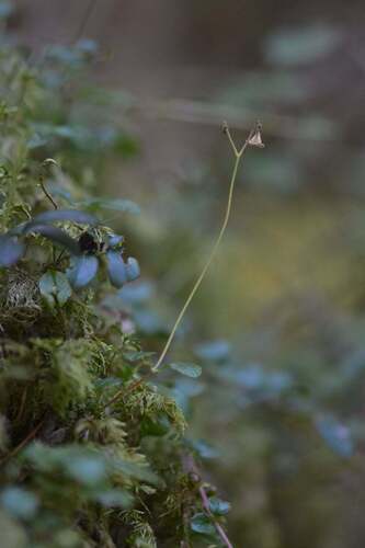 Twinflower (Linnaea borealis)