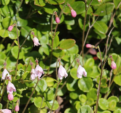 Twinflower: Linnaea borealis in Mount Shirouma, Hakuba, Nagano prefecture, Japan.