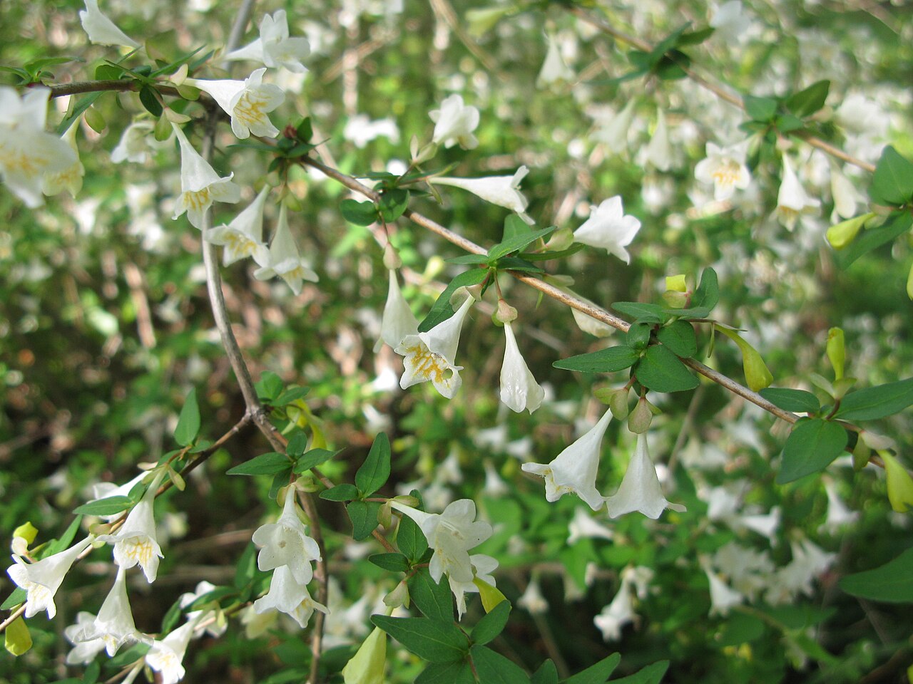 Dwarf abelia: Abelia serrata , Koishikawa, Botanical Gardens, the University of Tokyo, Japan