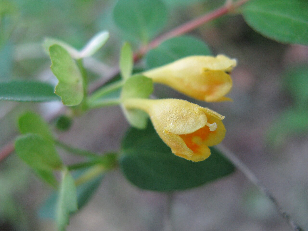 Dwarf abelia: コツクバネウツギ