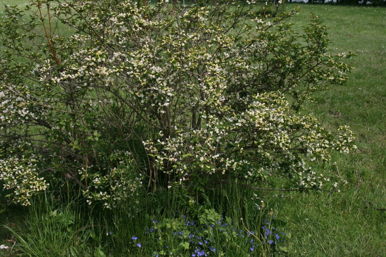 Dwarf abelia: Abelia serrata: Habit