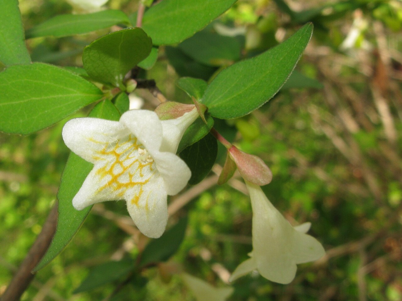 Dwarf abelia: Abelia serrata , Koishikawa, Botanical Gardens, the University of Tokyo, Japan