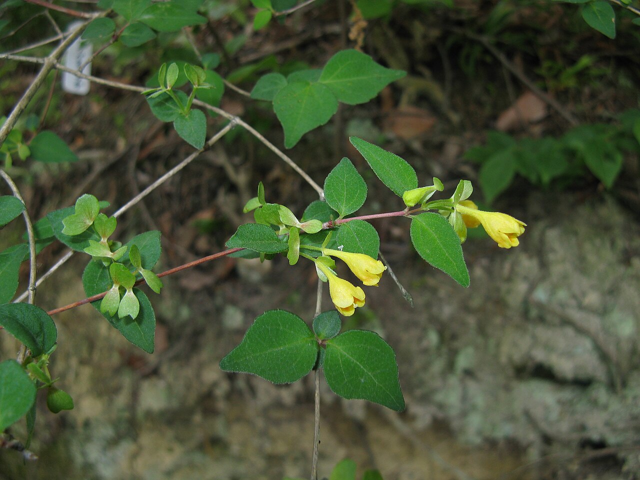 Dwarf abelia: コツクバネウツギ