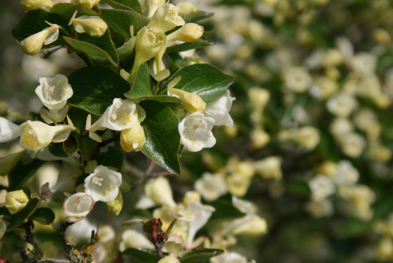 Dwarf abelia: Abelia serrata: Flowers