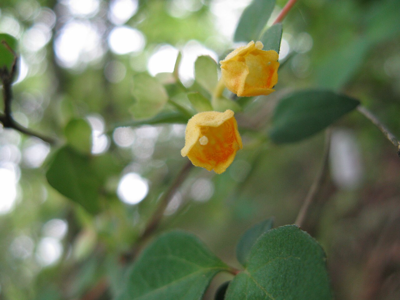 Dwarf abelia: コツクバネウツギ