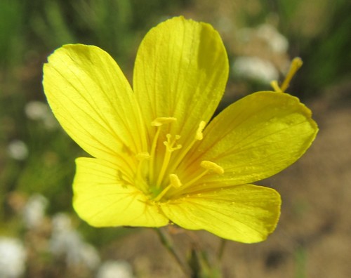 Linum africanum (Linum africanum)