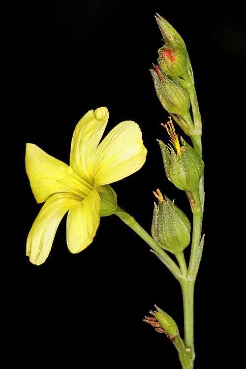 Linum africanum: Linum africanum , flowers; Helderberg Nature Reserve, Somerset West, Western Cape, South Africa