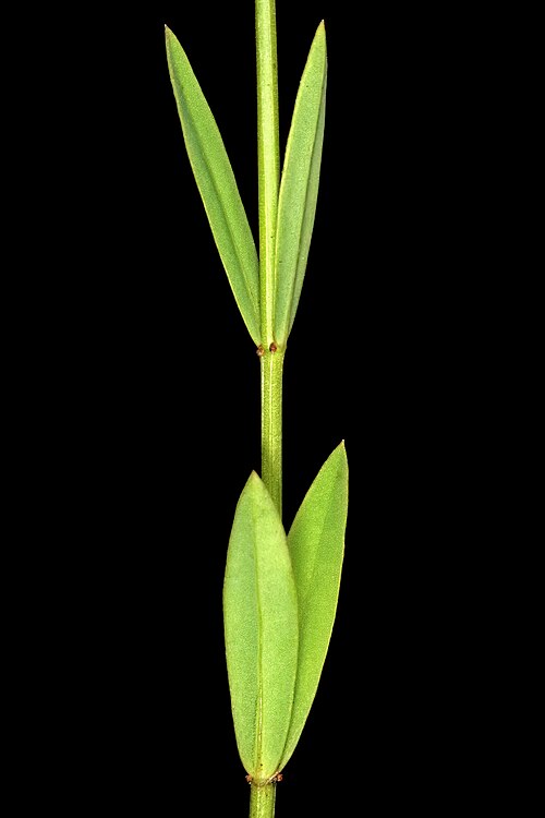 Linum africanum: Linum africanum , leaves with stipular glands <move the mouse pointer over the image to see annotations>; Helderberg Nature Reserve, Somerset West, Western Cape