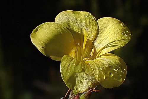 Linum africanum (Linum africanum)