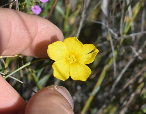 Linum africanum (Linum africanum)