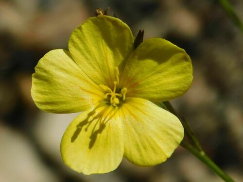 Linum africanum (Linum africanum)