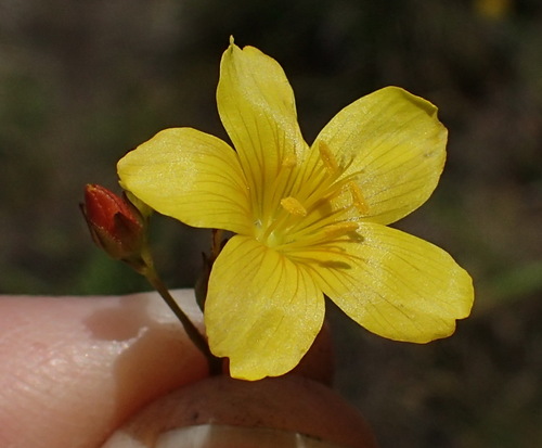 Linum africanum (Linum africanum)