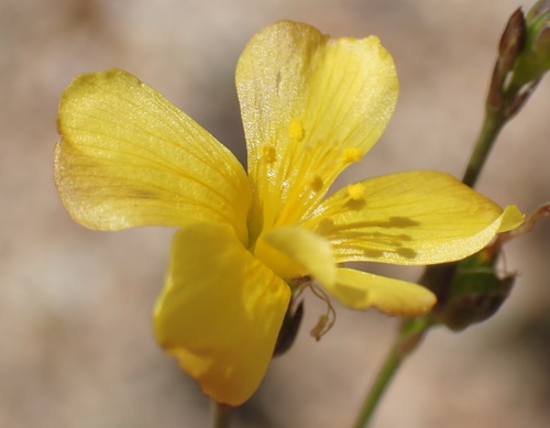Linum africanum (Linum africanum)