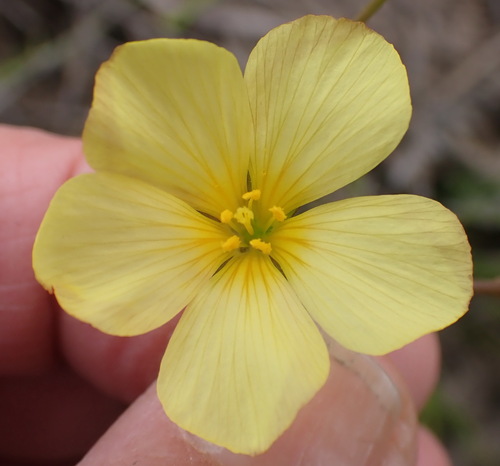 Linum africanum (Linum africanum)