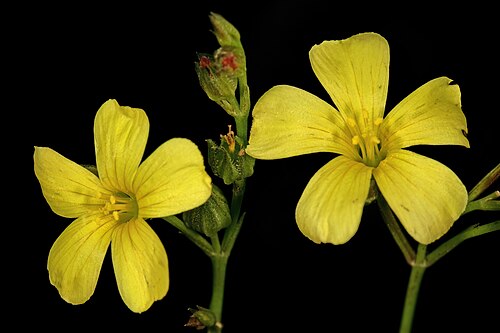 Linum africanum: Linum africanum , flowers; Helderberg Nature Reserve, Somerset West, Western Cape, South Africa