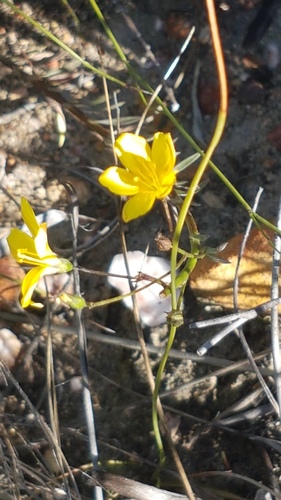 Linum africanum (Linum africanum)