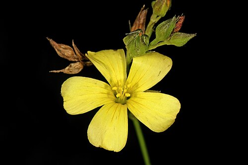Linum africanum: Linum africanum , flowers; Helderberg Nature Reserve, Somerset West, Western Cape, South Africa