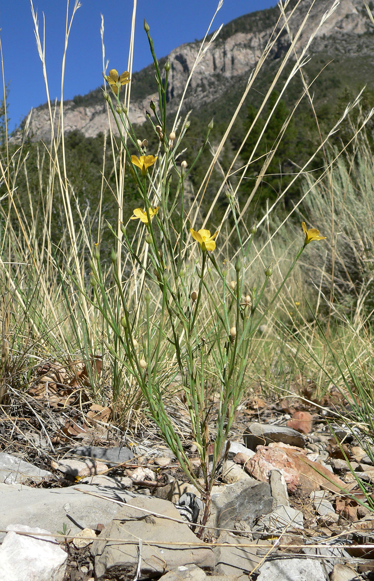 Southern flax: Linum australe var. australe in open area 100 m SW of the junction of 157 and 158, Kyle Canyon, Spring Mountains, southern Nevada