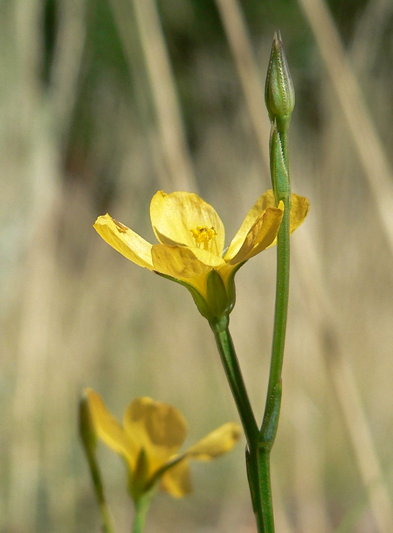 Southern flax: Linum australe var. australe in open area 100 m SW of the junction of 157 and 158, Kyle Canyon, Spring Mountains, southern Nevada
